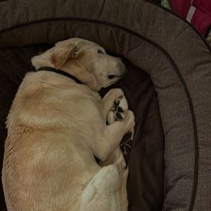 Meet your Posher, Janice